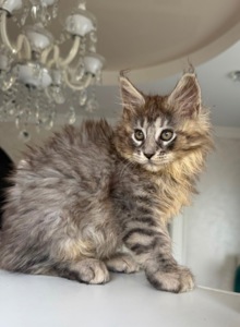Кошеня мейн кун Еліт
