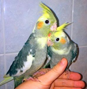 Продам молоду Кореллу