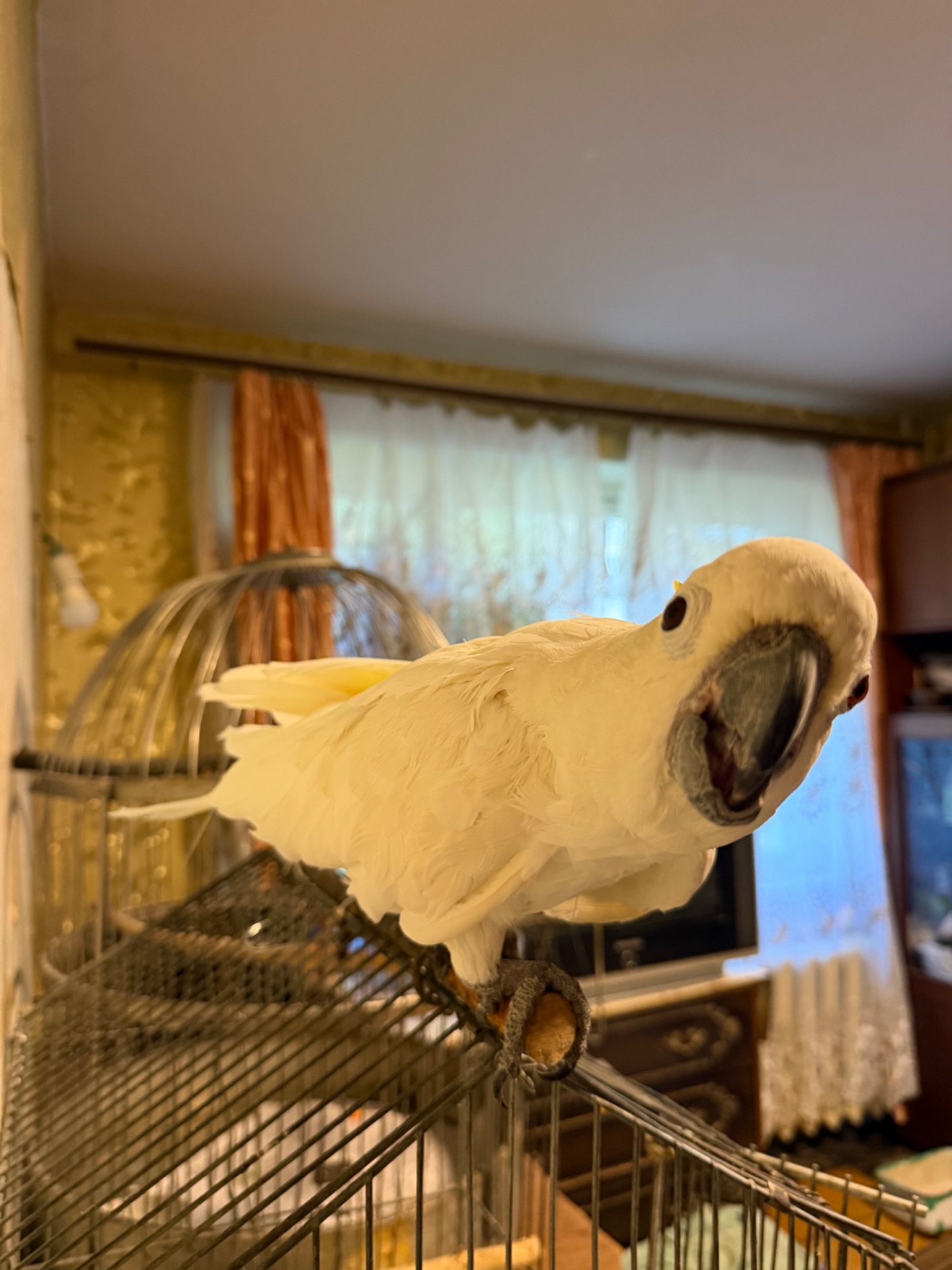 Желтохохлый какаду