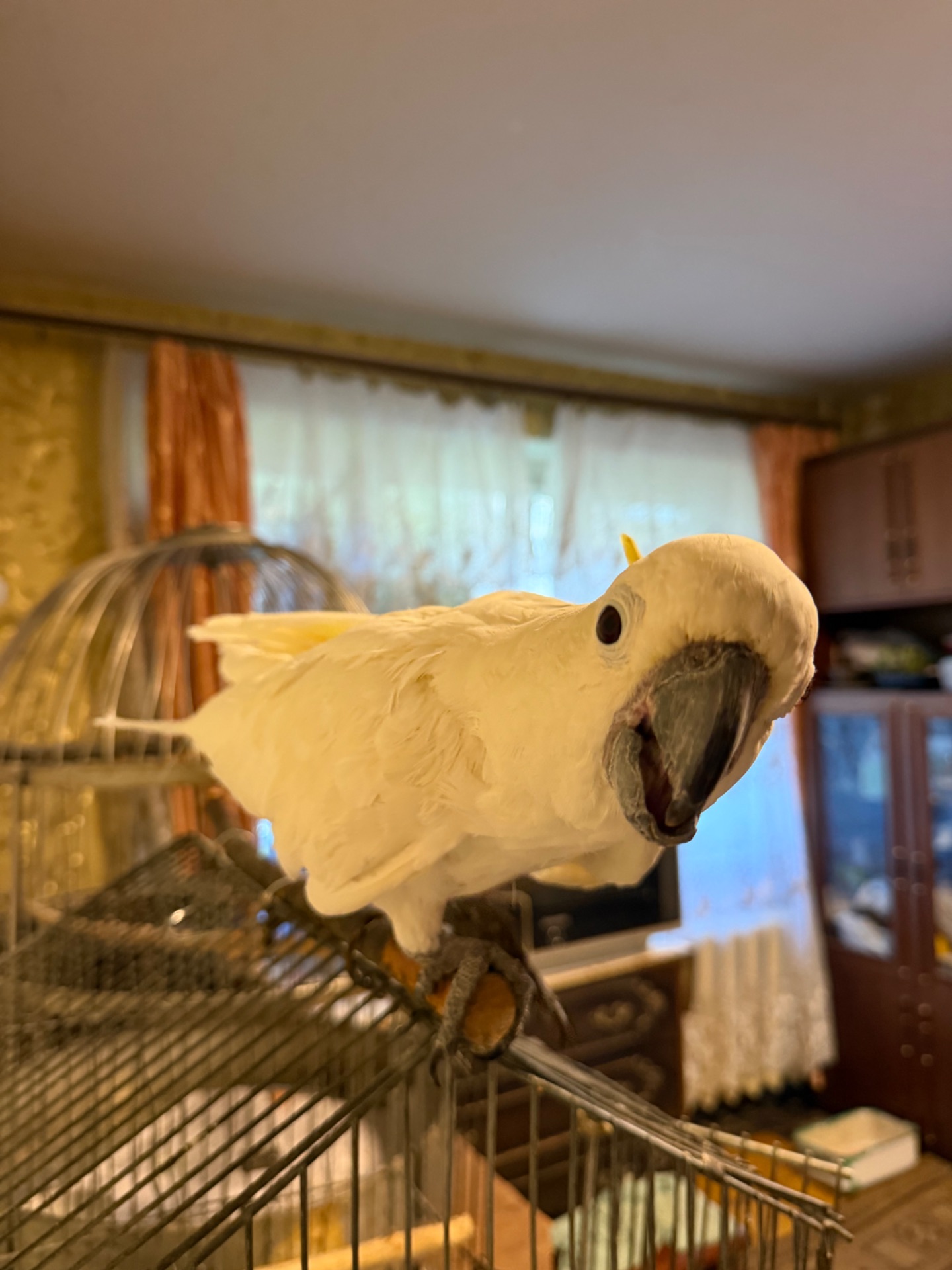 Желтохохлый какаду