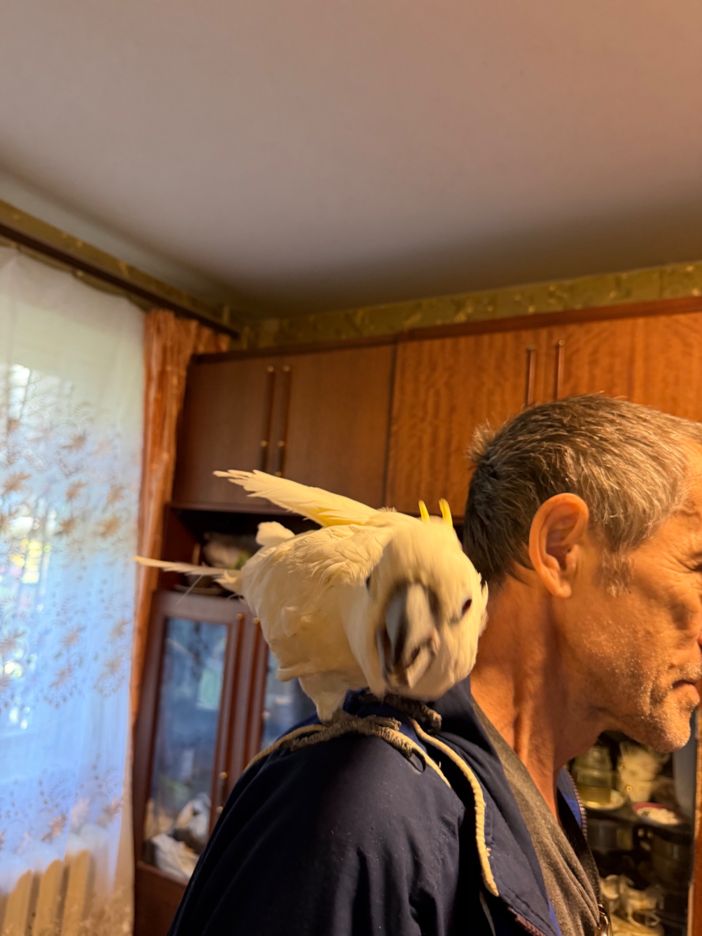 Желтохохлый какаду