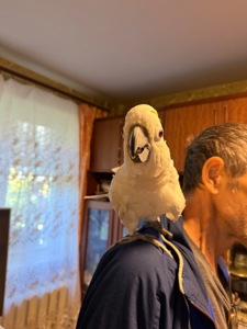 Желтохохлый какаду