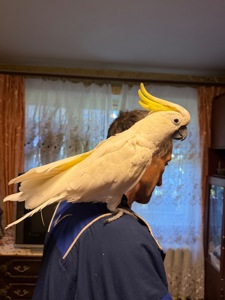 Желтохохлый какаду