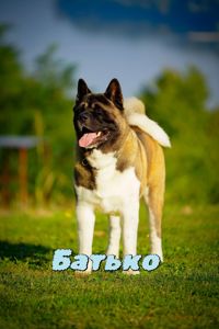 Дівчинка Американська акіта