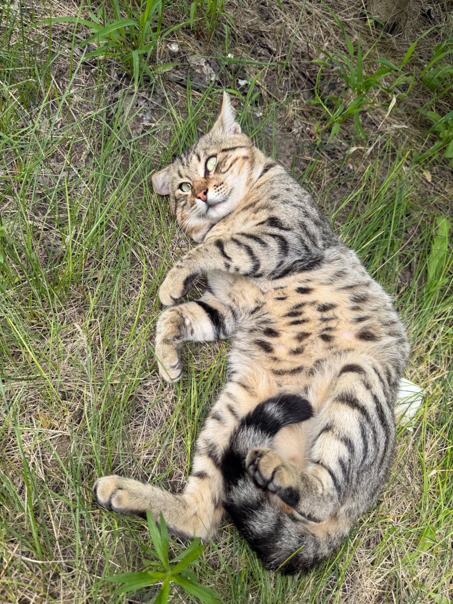 Особливий котик Стасік шукає свою людину💕