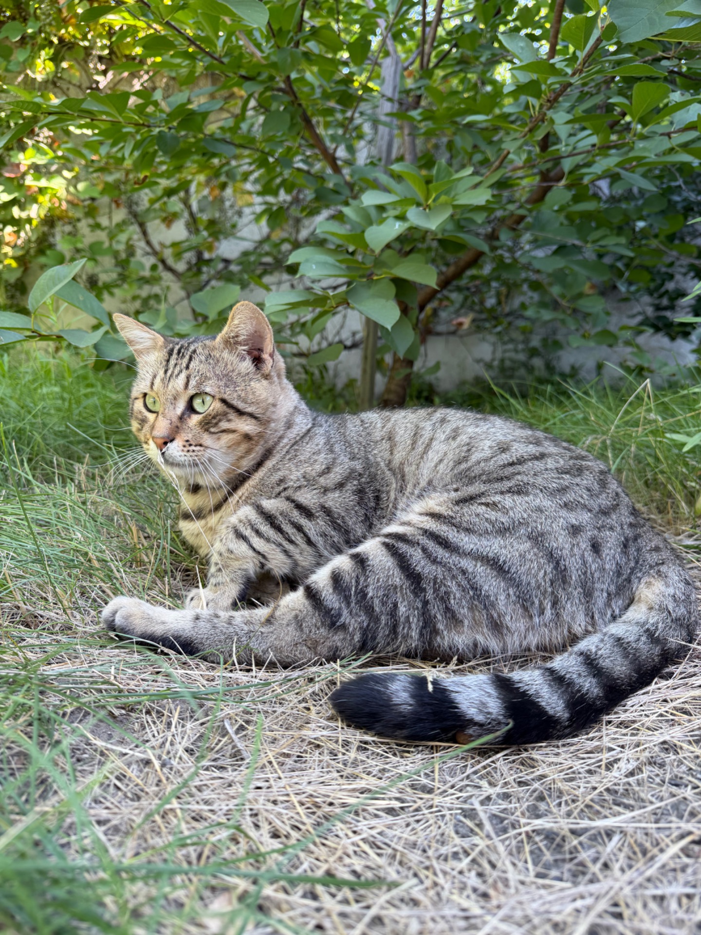 Особливий котик Стасік шукає свою людину💕
