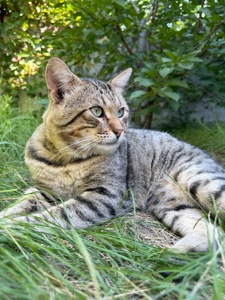 Особливий котик Стасік шукає свою людину💕