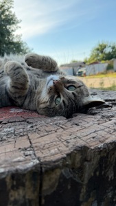 Особливий котик Стасік шукає свою людину💕