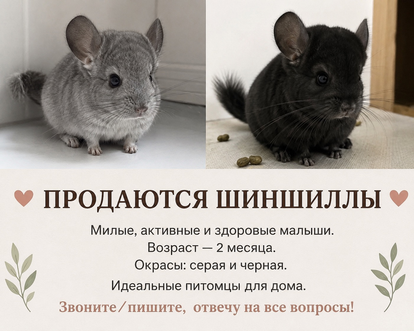 Шиншила