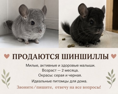Шиншила