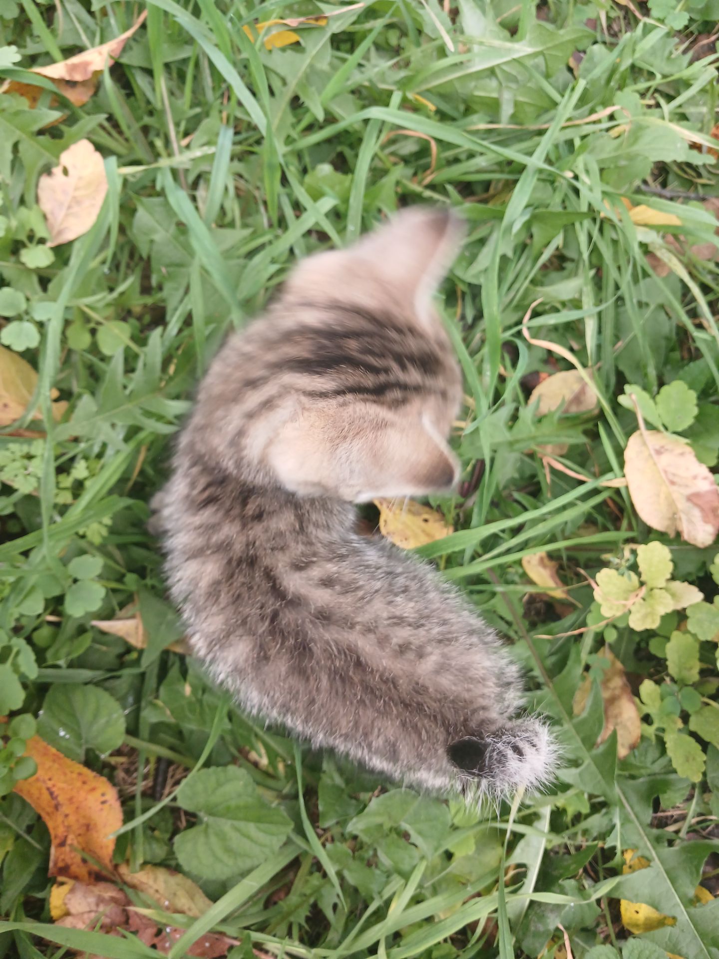 Котёнок