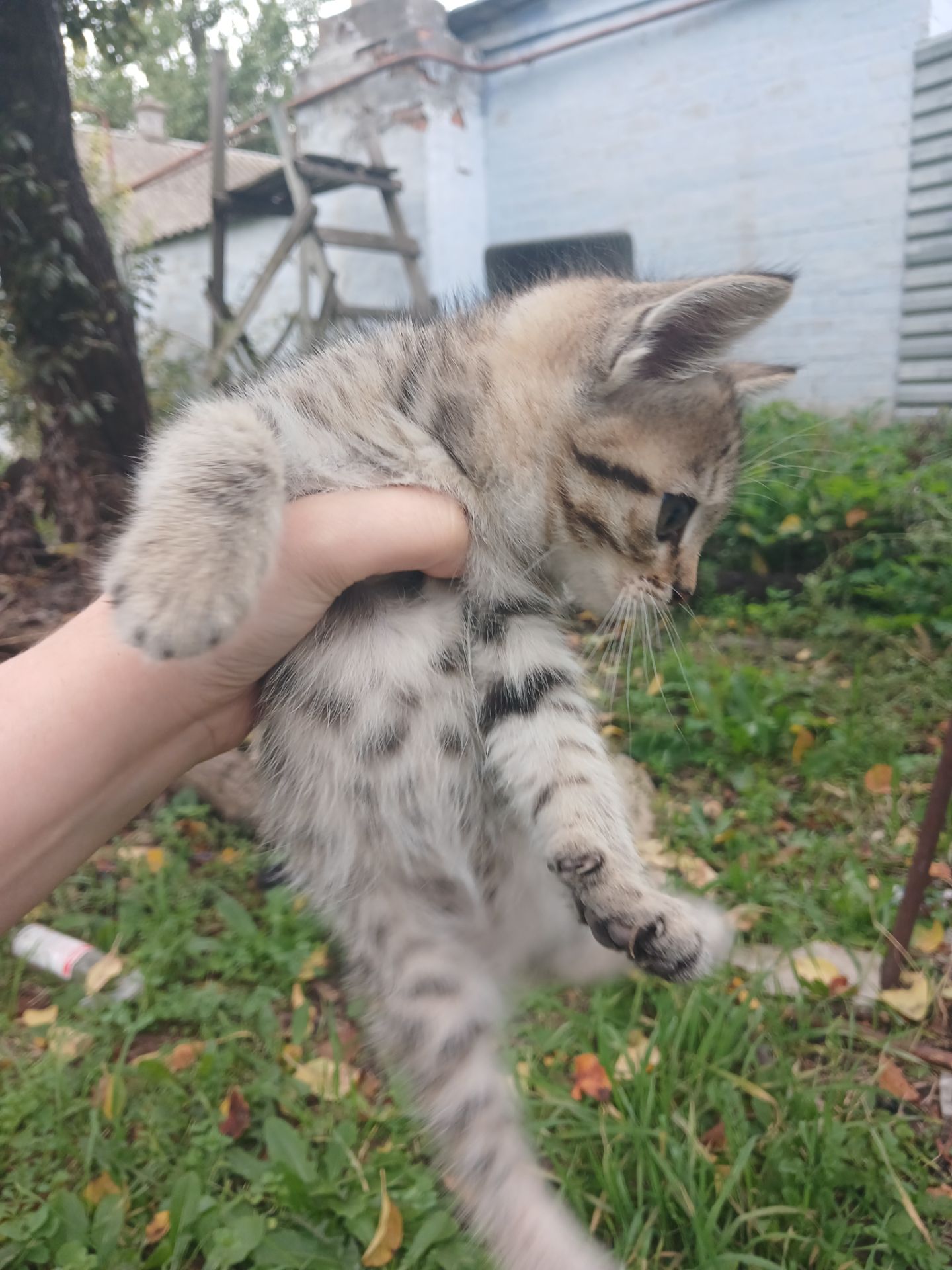 Котёнок