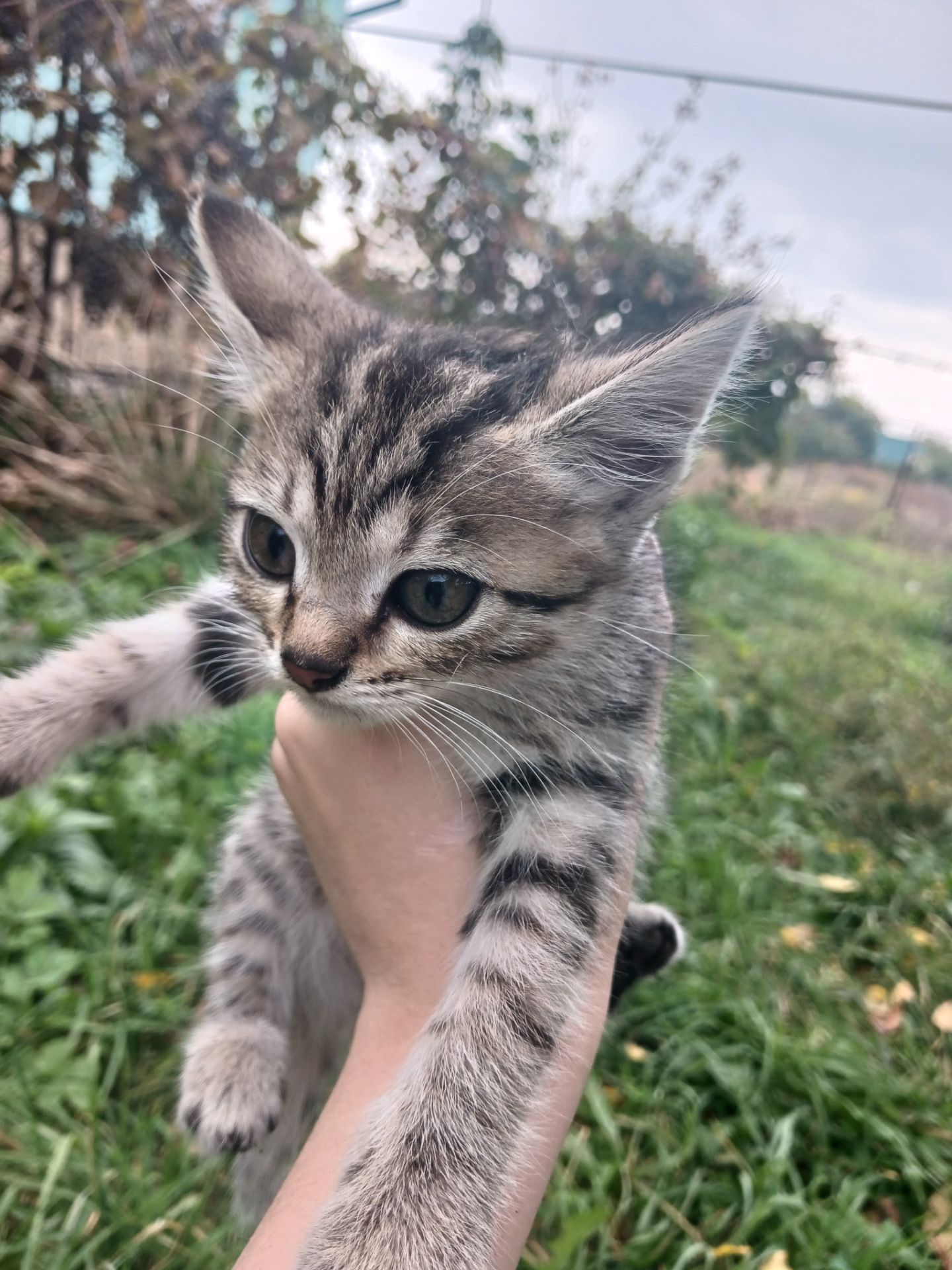 Котёнок