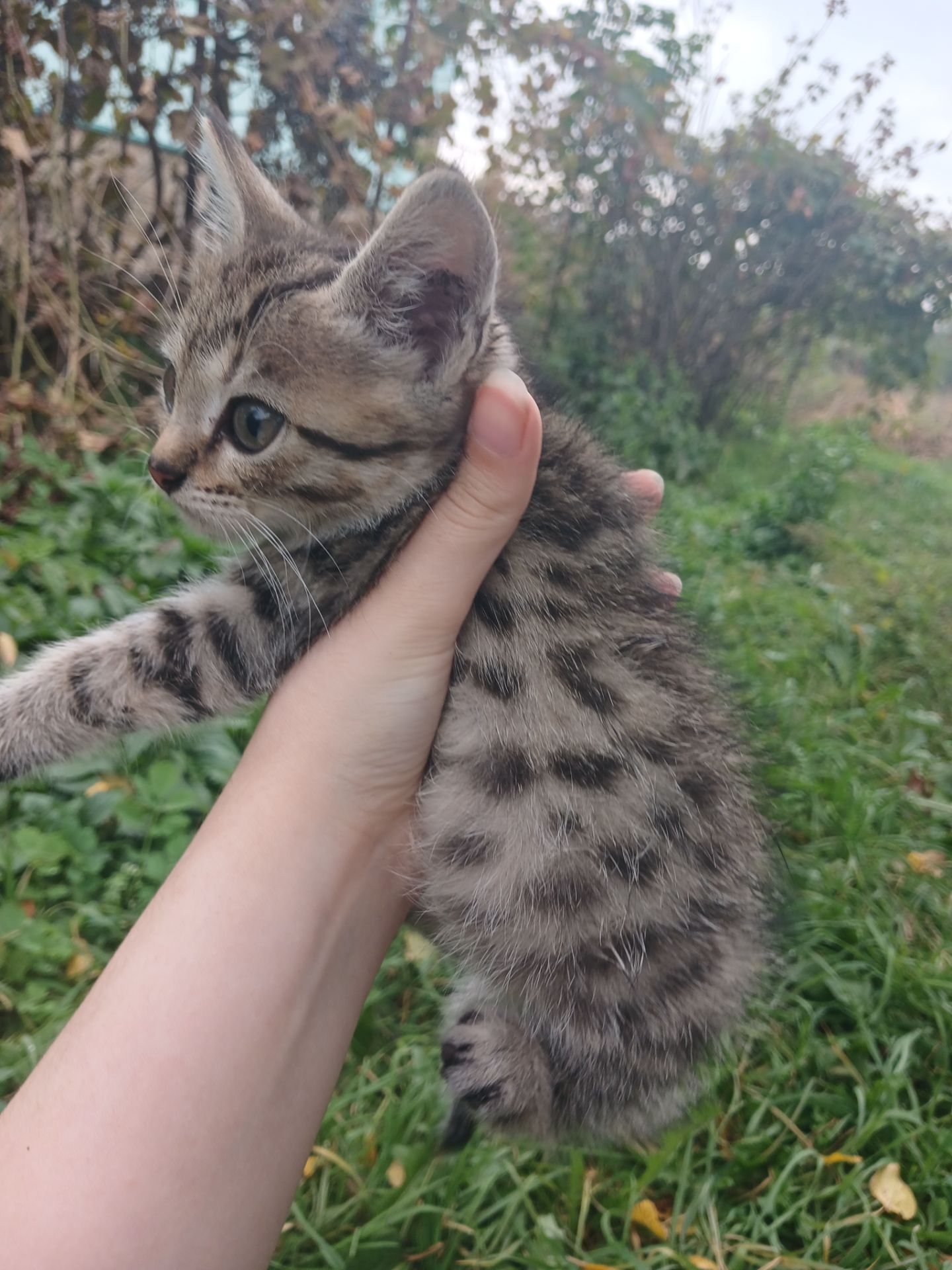 Котёнок