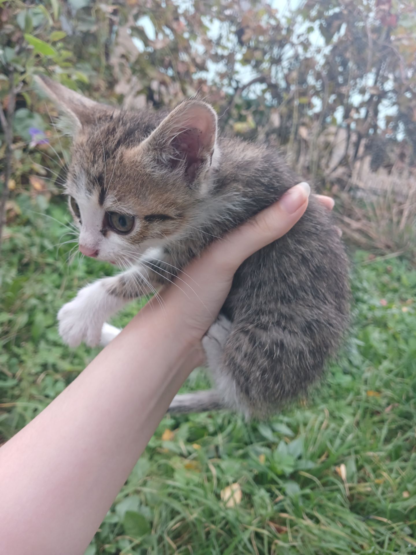 Котёнок