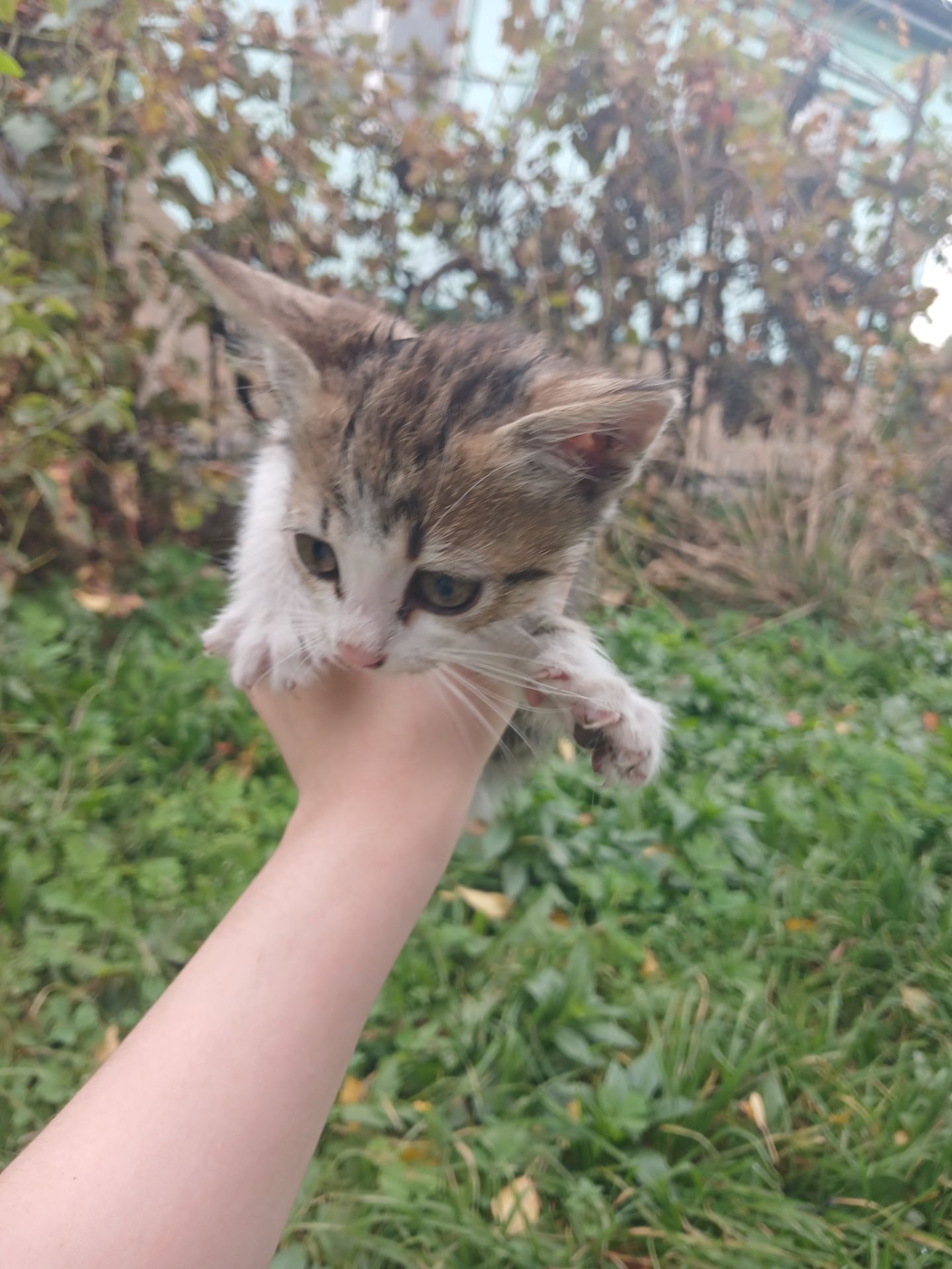 Котёнок