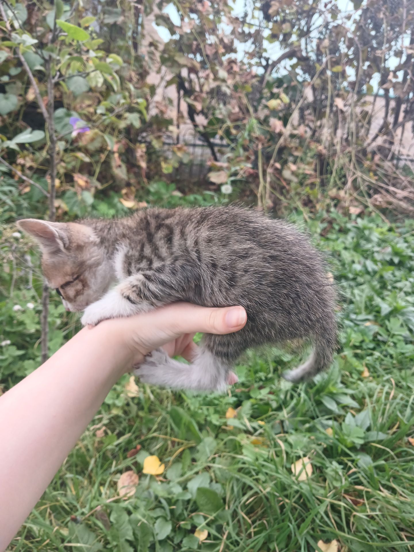 Котёнок