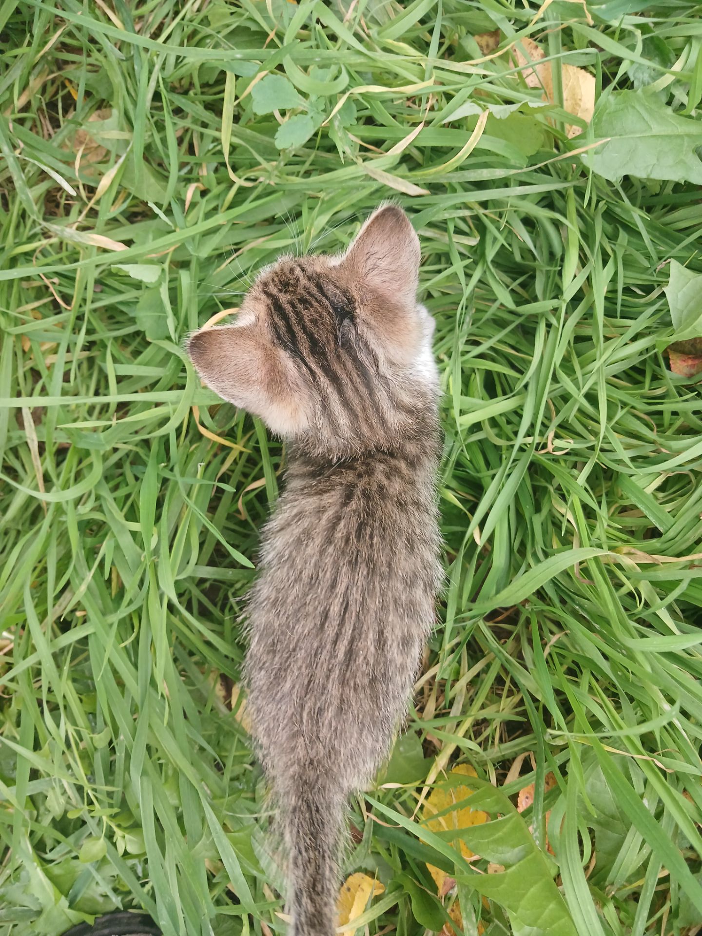 Котёнок