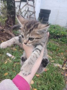Котёнок