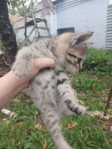 Котёнок