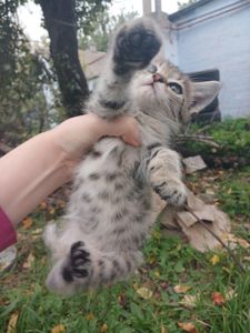 Котёнок