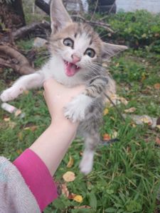 Котёнок