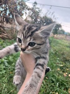 Котёнок
