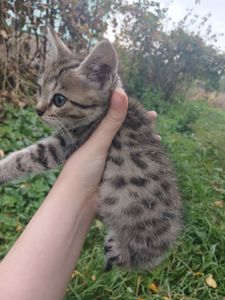 Котёнок