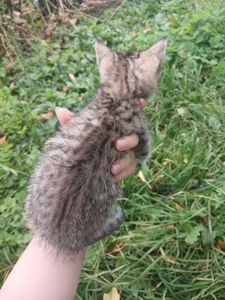 Котёнок