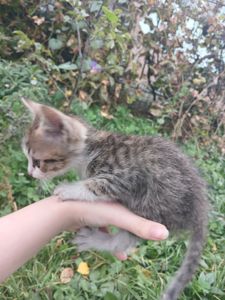 Котёнок