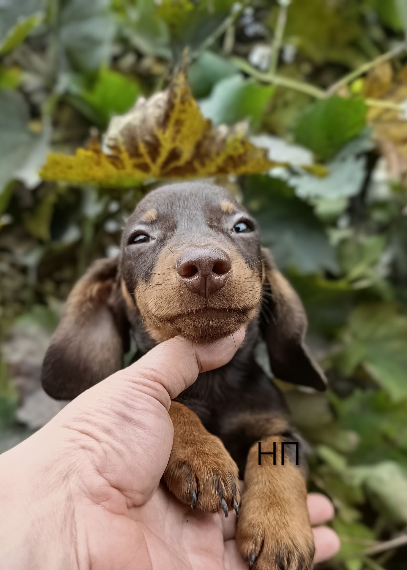 Мініатюрний породистий хлопчик