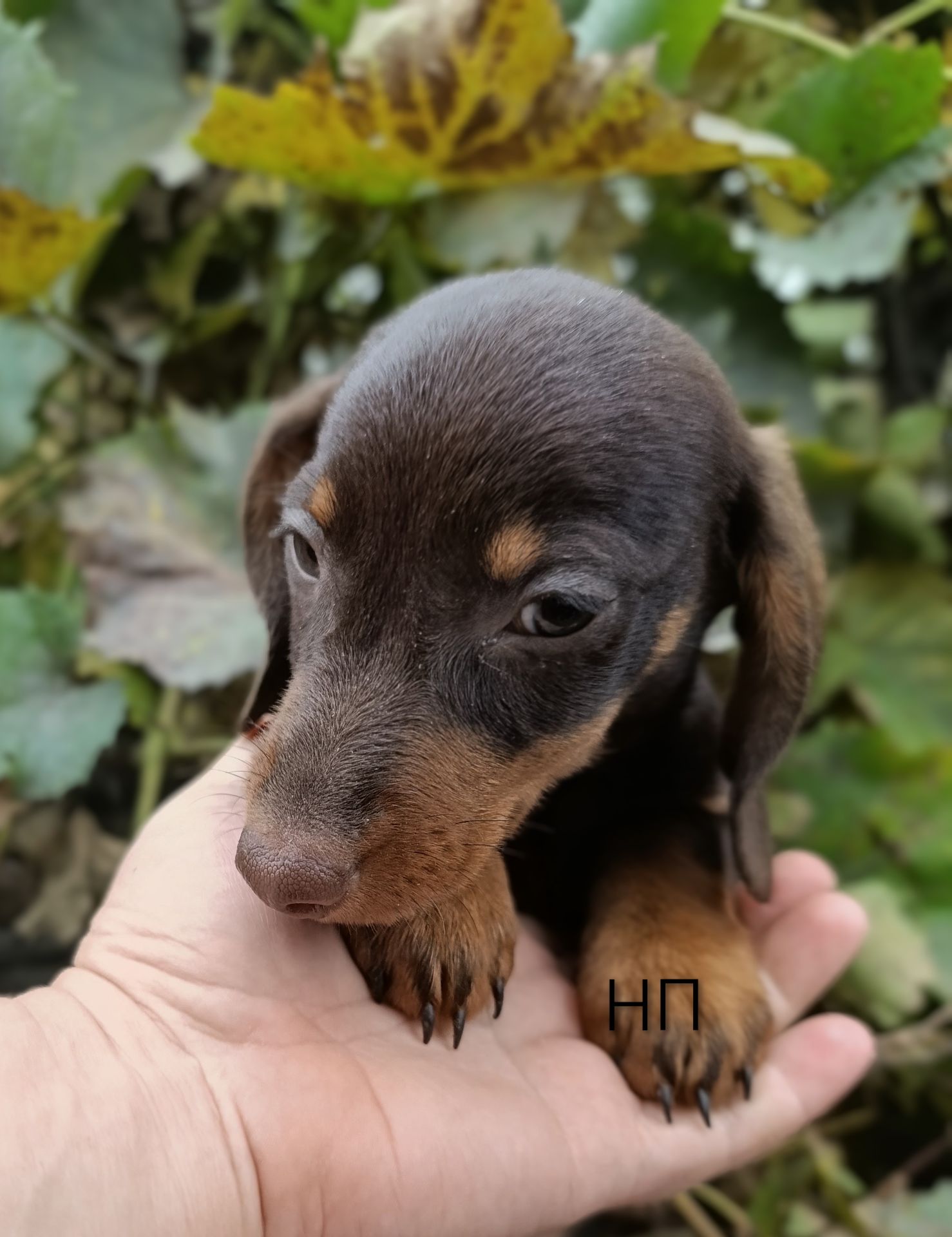 Мініатюрний породистий хлопчик