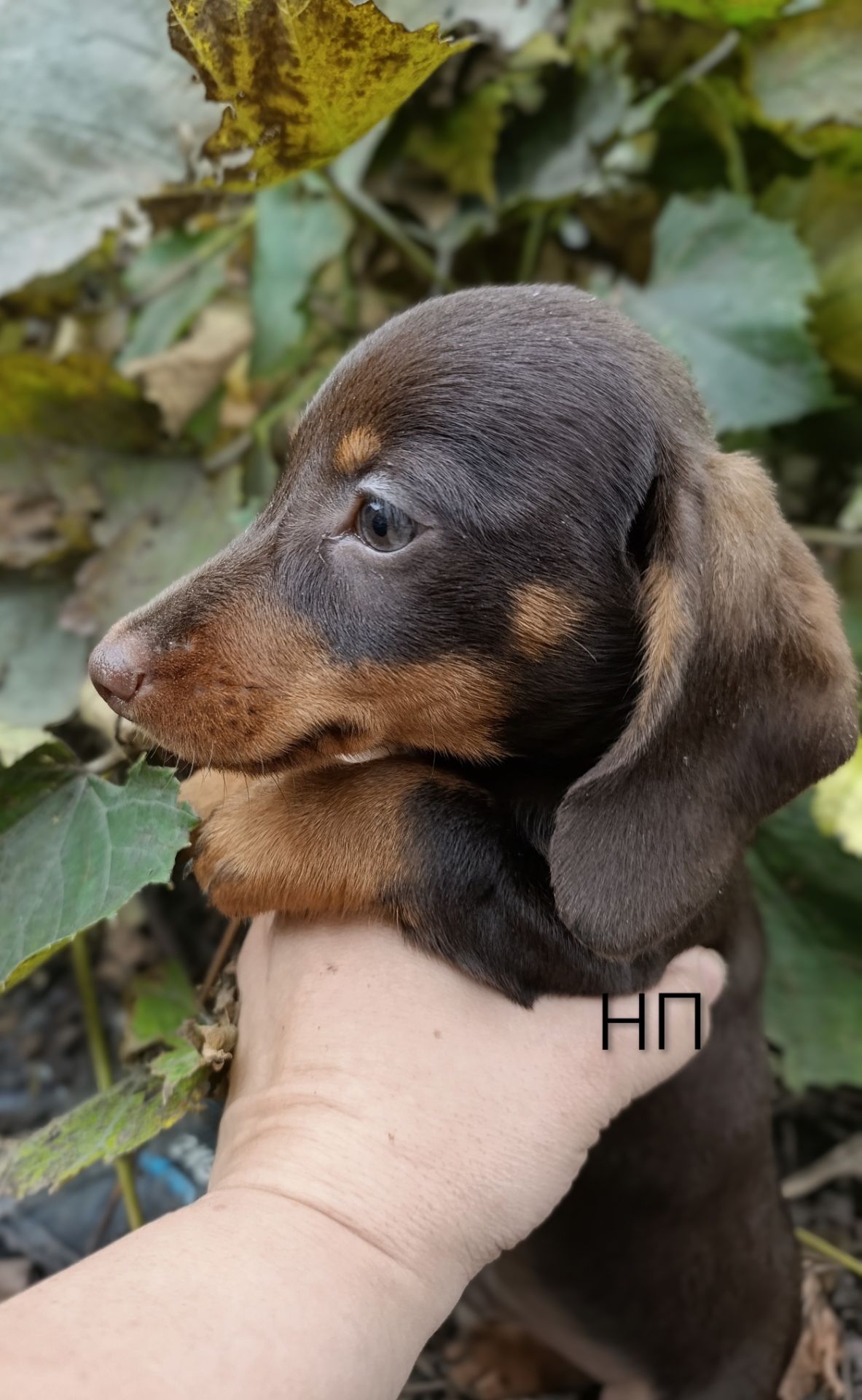 Мініатюрний породистий хлопчик