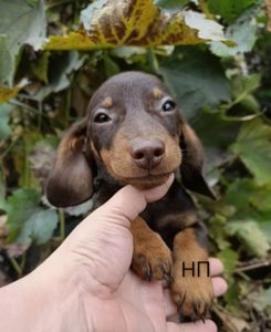 Мініатюрний породистий хлопчик