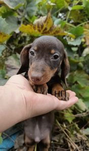 Мініатюрний породистий хлопчик