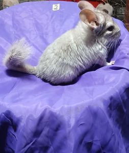Шиншила