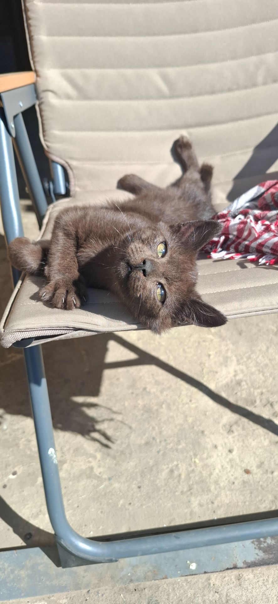 🐱 Шоколадка 🍫