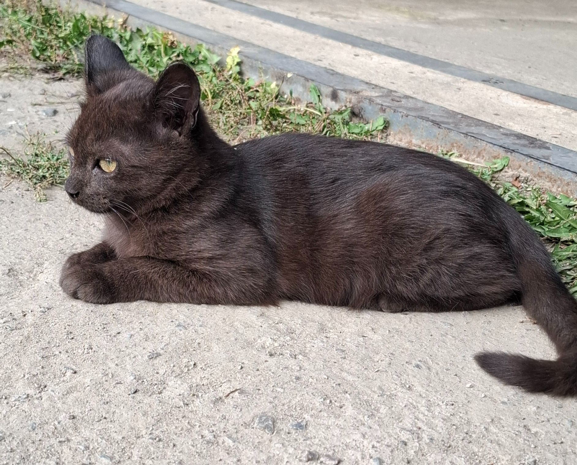 🐱 Шоколадка 🍫