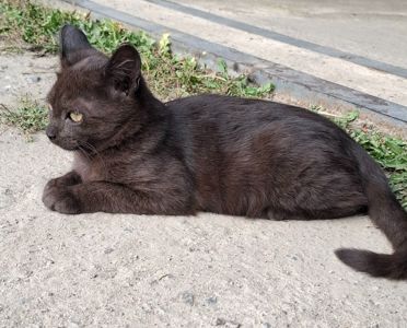 🐱 Шоколадка 🍫