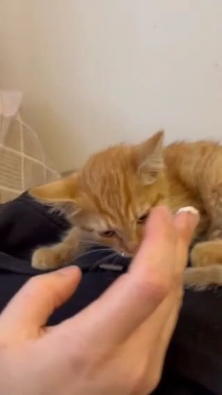 Кошенята шукають дім