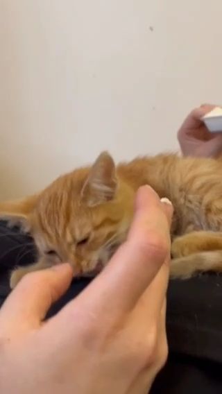 Кошенята шукають дім