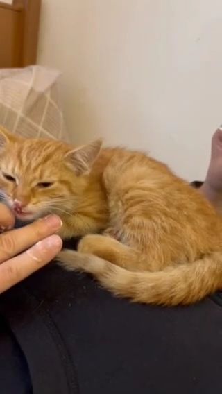 Кошенята шукають дім