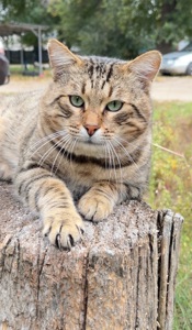 Особливий котик Стасік шукає свою людину💕