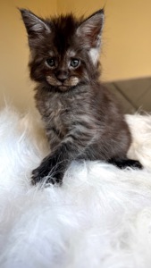 Хлопчик мейн-кун, чорний дим, офіційний розплідник