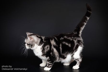 Американська короткошерста доросла кішечка