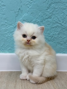 Котик шотландский