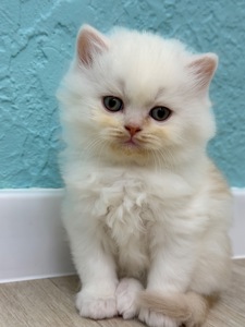 Котик шотландский