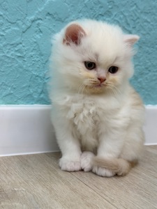 Котик шотландский