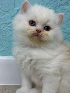 Котик шотландский