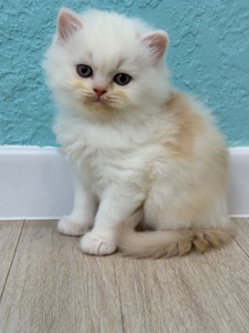 Котик шотландский